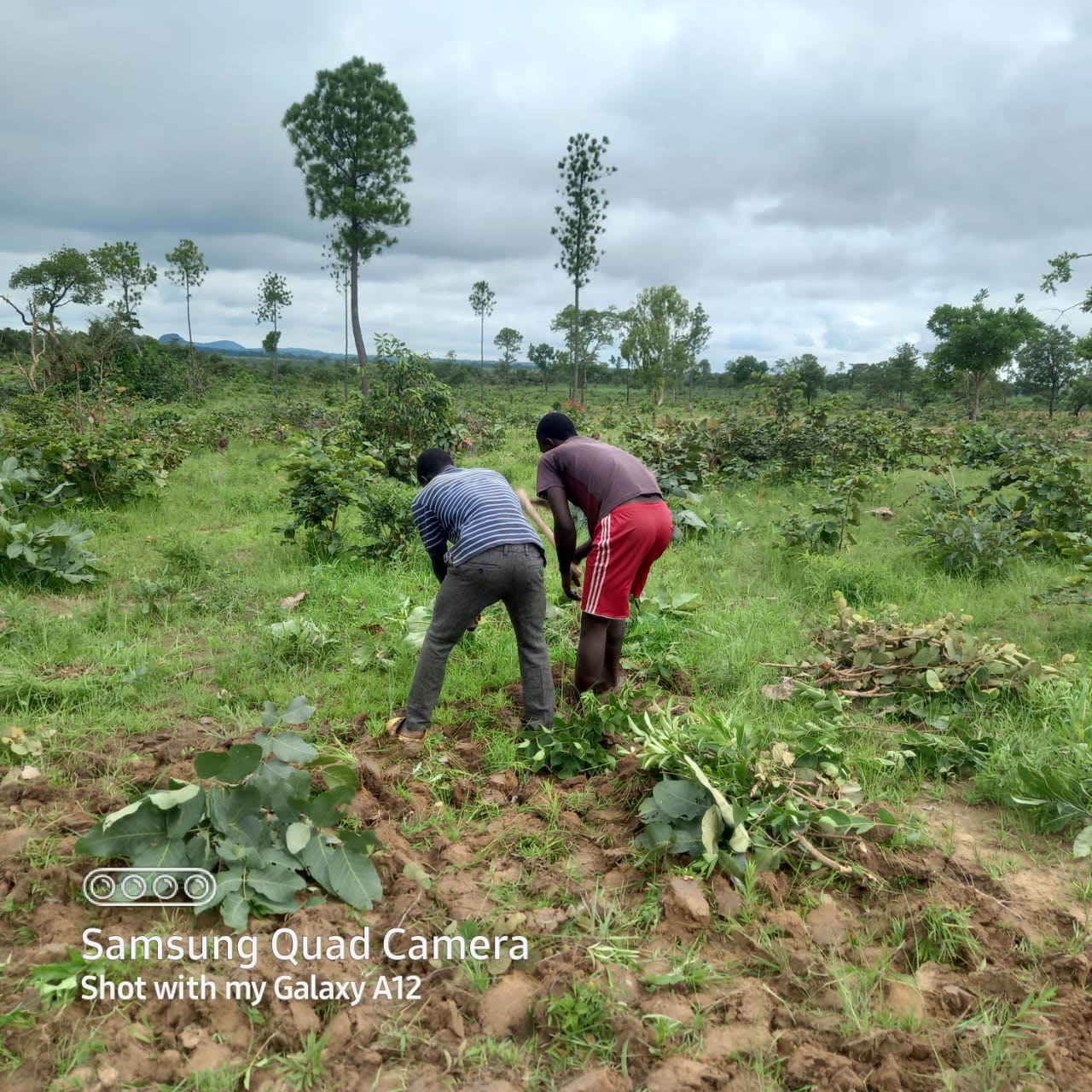 Two people working in a field